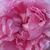 Ružičasta - Engleska ruža - Ausglisten